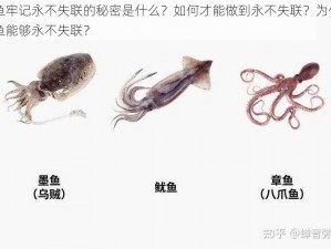 鱿鱼牢记永不失联的秘密是什么？如何才能做到永不失联？为什么鱿鱼能够永不失联？