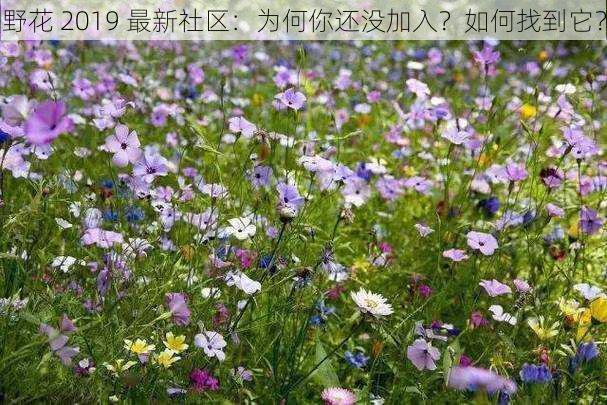 野花 2019 最新社区：为何你还没加入？如何找到它？