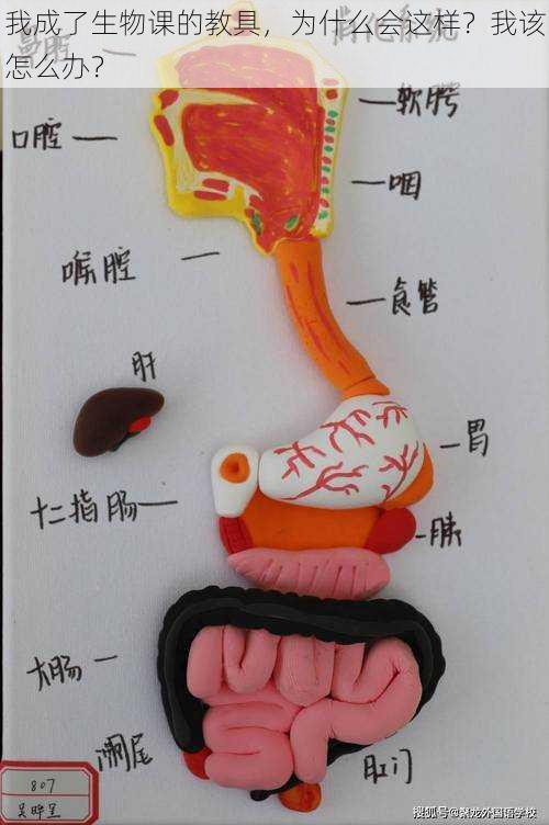 我成了生物课的教具，为什么会这样？我该怎么办？