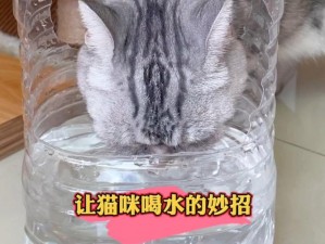 QQ宠物监狱神秘猫咪探秘：猫究竟在哪个油桶中隐匿？真相揭晓时刻