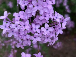 丁香花网—如何评价丁香花网？