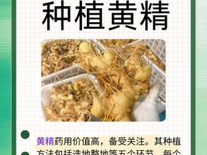 国精产品7363—国精产品 7363：是什么让它成为行业翘楚？