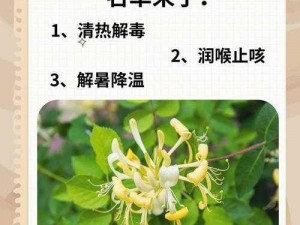 深不可测金银花露讲清热解毒、消暑除烦的功效和作用