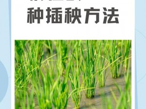 夫妻之间的100种插秧法—夫妻之间的 100 种插秧法：解锁新姿势，探索新体验