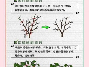 公主花园正确使用指南：园艺技巧与花卉养护分享