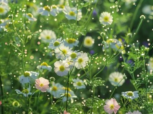 野花高清完整在线观看免费(野花高清完整在线观看免费，无广告无需注册，畅享视觉盛宴)