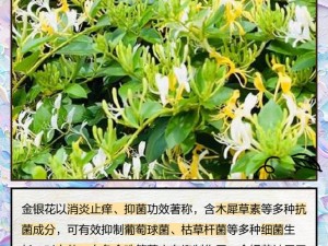 金银花有什么作用？为什么说双管齐下效果好？