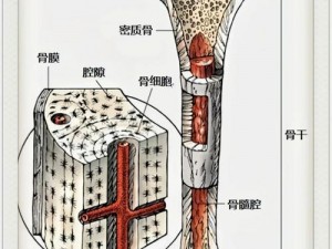 森林骨头获取之道：揭秘骨骼来源与处理方法