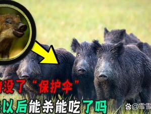 腹黑师兄的日常肉食动物不食草,腹黑师兄的日常：肉食动物不食草