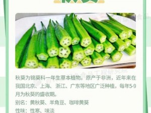 绿巨人麻豆草莓丝瓜秋葵 绿巨人麻豆草莓丝瓜秋葵：探寻这些植物的特点与用途