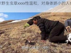 尼泊尔野生虫草xxxx性温和，对身体娇小的人也很友好