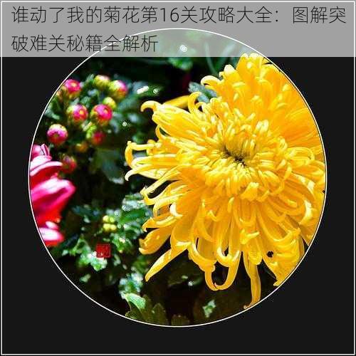 谁动了我的菊花第16关攻略大全：图解突破难关秘籍全解析