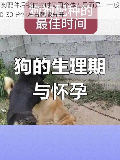 狗狗配种后锁住的时间因个体差异而异，一般在 10-30 分钟左右就能分开