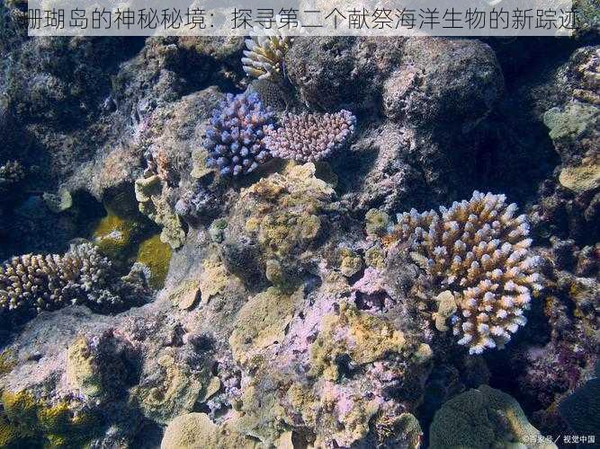 珊瑚岛的神秘秘境：探寻第二个献祭海洋生物的新踪迹