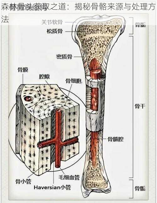 森林骨头获取之道：揭秘骨骼来源与处理方法