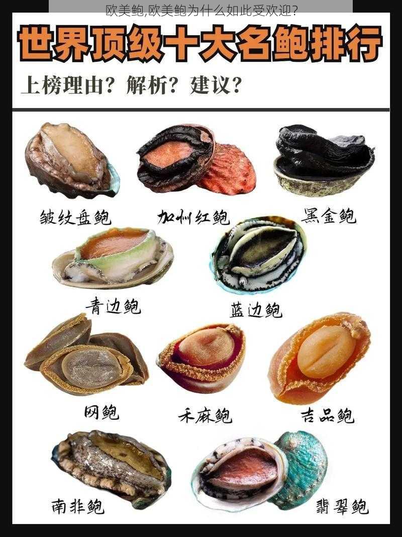 欧美鲍,欧美鲍为什么如此受欢迎？