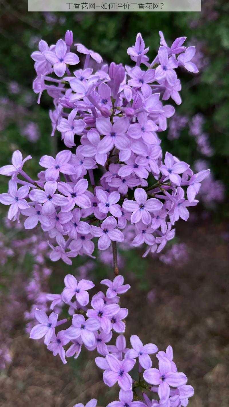 丁香花网—如何评价丁香花网？