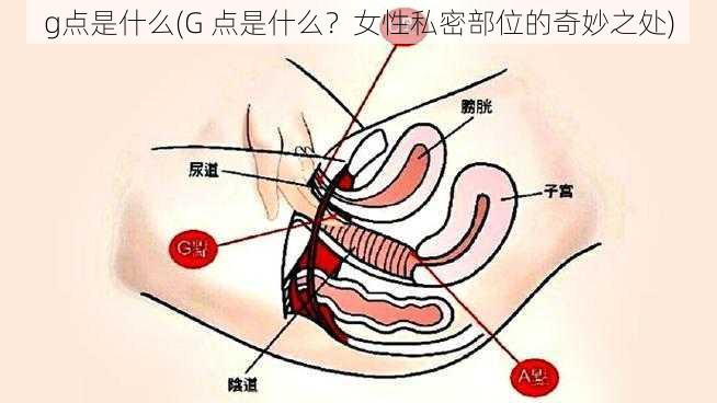 g点是什么(G 点是什么？女性私密部位的奇妙之处)