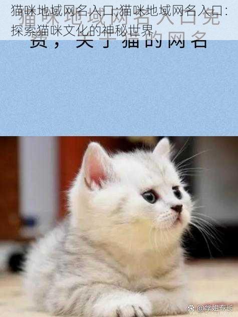 猫咪地域网名入口;猫咪地域网名入口：探索猫咪文化的神秘世界