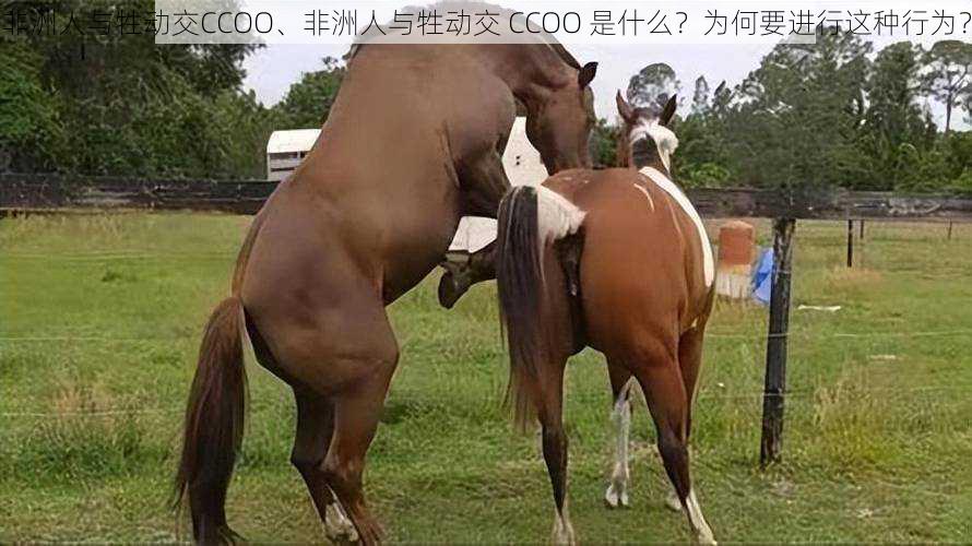 非洲人与牲动交CCOO、非洲人与牲动交 CCOO 是什么？为何要进行这种行为？