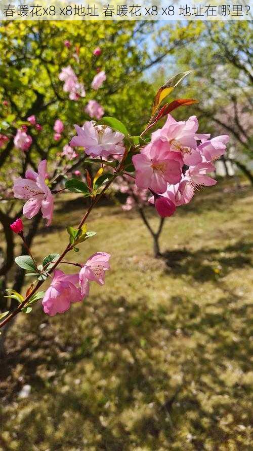 春暖花x8 x8地址 春暖花 x8 x8 地址在哪里？