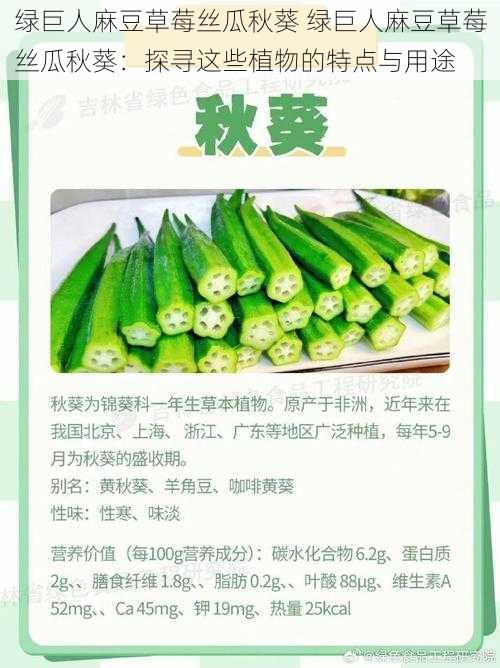 绿巨人麻豆草莓丝瓜秋葵 绿巨人麻豆草莓丝瓜秋葵：探寻这些植物的特点与用途