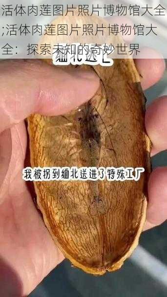 活体肉莲图片照片博物馆大全;活体肉莲图片照片博物馆大全：探索未知的奇妙世界