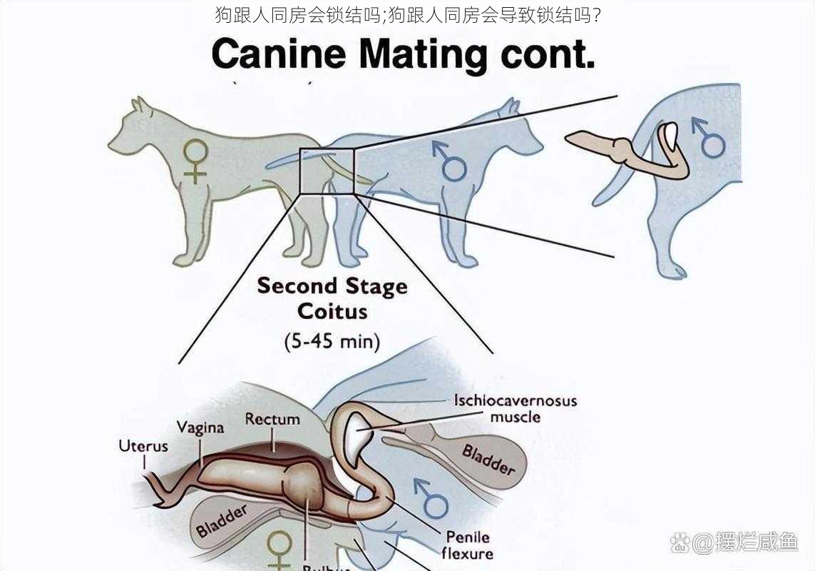 狗跟人同房会锁结吗;狗跟人同房会导致锁结吗？