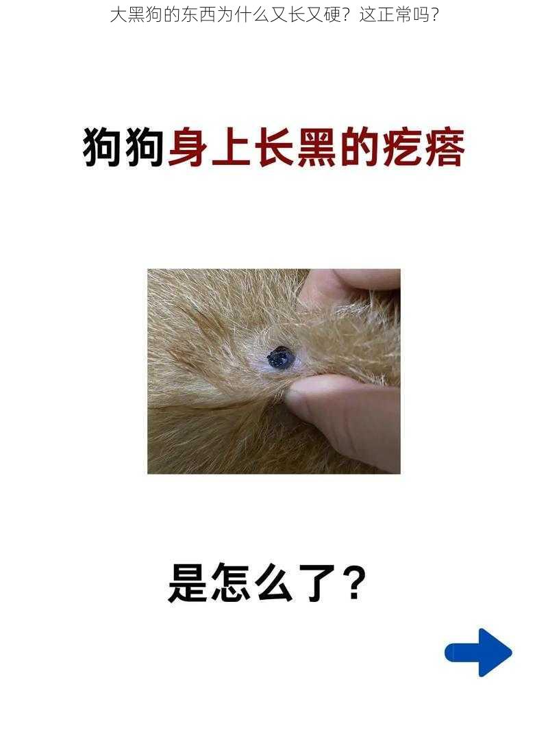 大黑狗的东西为什么又长又硬？这正常吗？