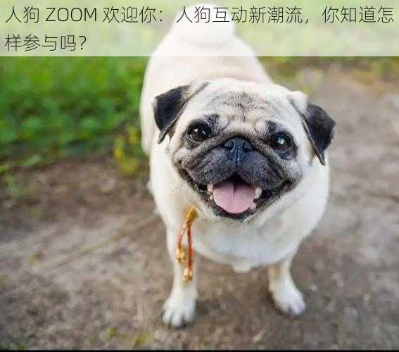 人狗 ZOOM 欢迎你：人狗互动新潮流，你知道怎样参与吗？