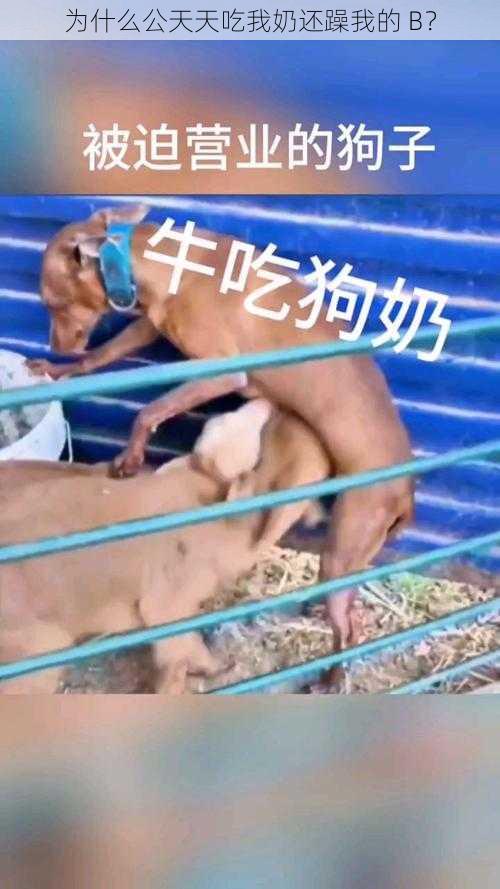 为什么公天天吃我奶还躁我的 B？