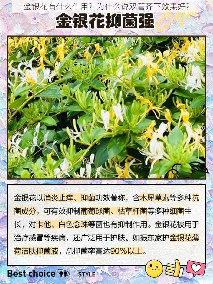 金银花有什么作用？为什么说双管齐下效果好？