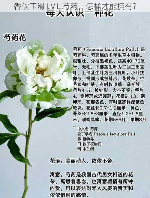 香软玉滑 LV L 芍药，怎样才能拥有？