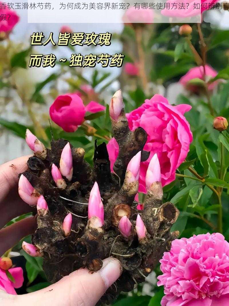 香软玉滑林芍药，为何成为美容界新宠？有哪些使用方法？如何辨别真假？