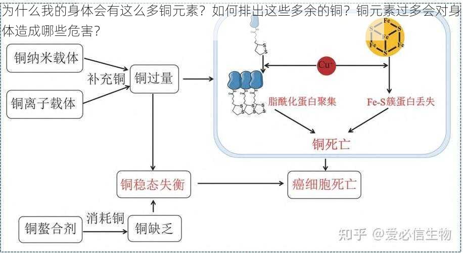 为什么我的身体会有这么多铜元素？如何排出这些多余的铜？铜元素过多会对身体造成哪些危害？