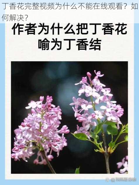 丁香花完整视频为什么不能在线观看？如何解决？